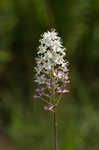 Osceola's plume <BR>Death camas <BR>Crow poison